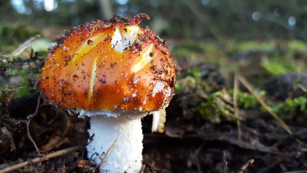 Foto close-up di un fungo che cresce sul campo