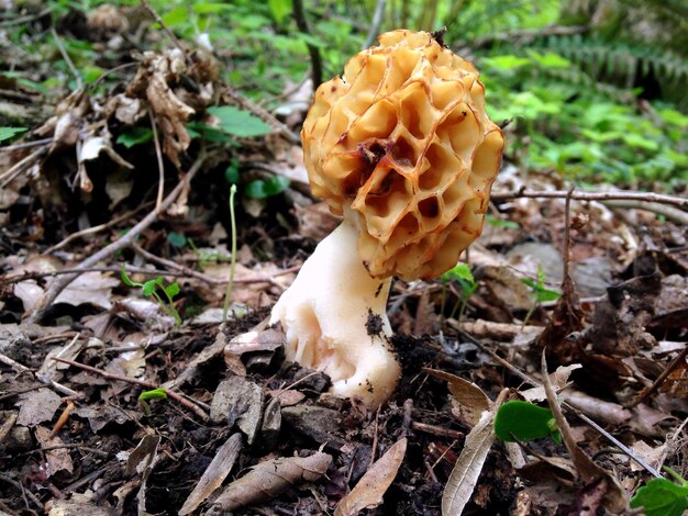 Photo close-up of mushroom growing on field