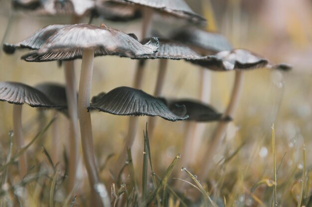 Foto close-up di un fungo che cresce sul campo