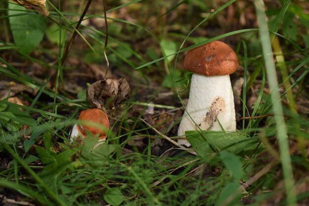 Close-up of mushroom growing on field