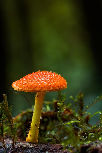 Close-up of mushroom growing on field