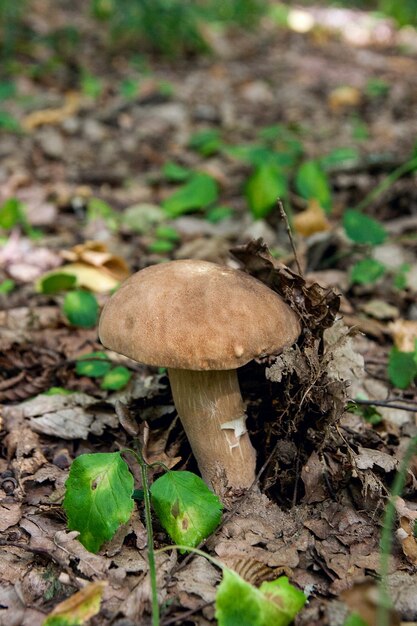 Close-up of mushroom growing on field