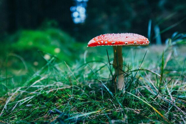 Close-up of mushroom growing on field