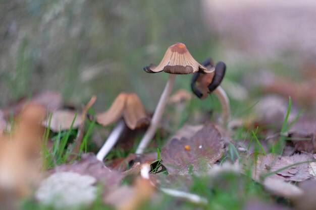 Foto close-up di un fungo che cresce sul campo