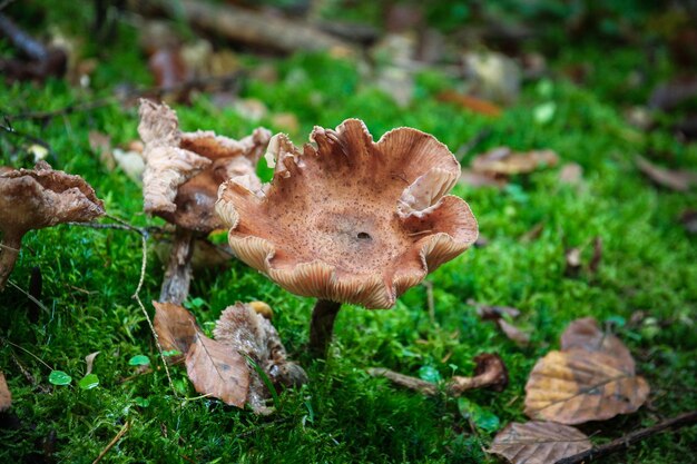 Foto close-up di un fungo che cresce sul campo