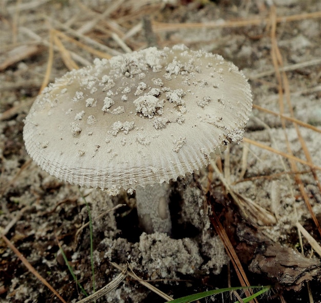 Foto close-up di un fungo che cresce sul campo