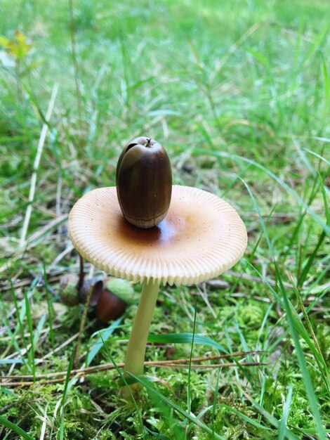 Foto close-up di un fungo che cresce sul campo