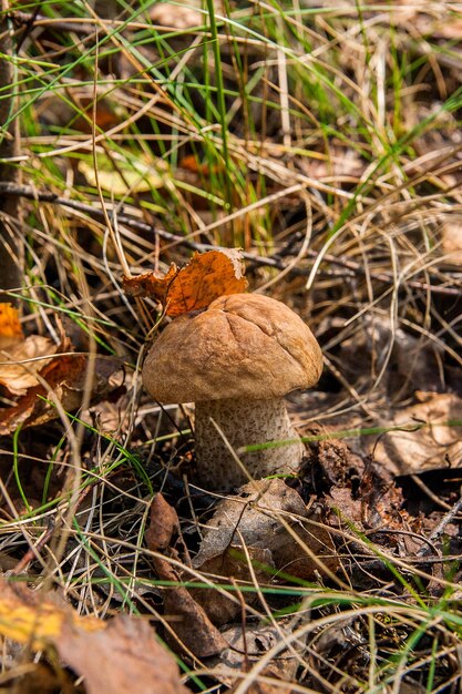 Foto close-up di un fungo che cresce sul campo