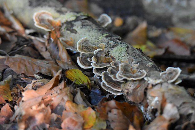 Close-up of mushroom growing on field