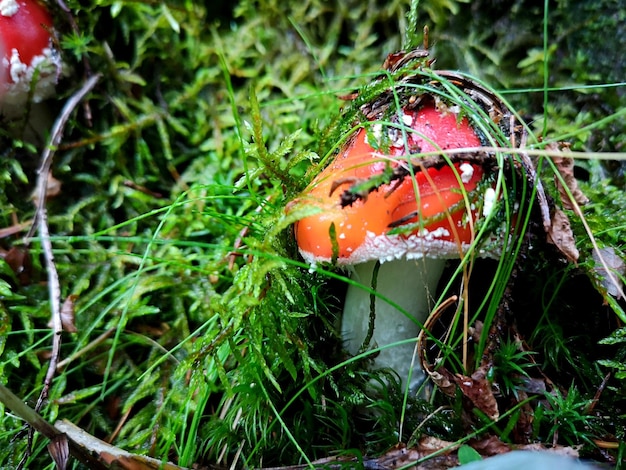 Close-up of mushroom growing on field