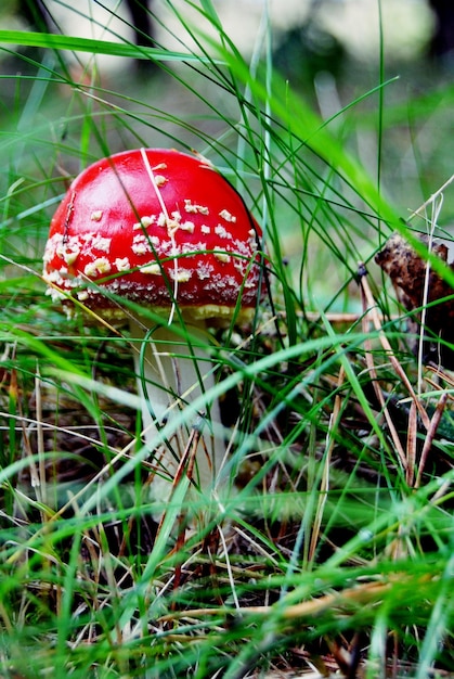 Close-up of mushroom growing on field