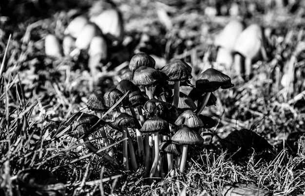 Photo close-up of mushroom growing on field