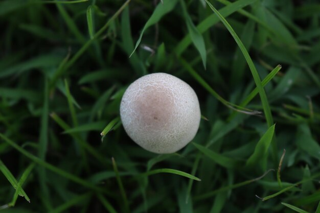 Foto close-up di un fungo che cresce sul campo