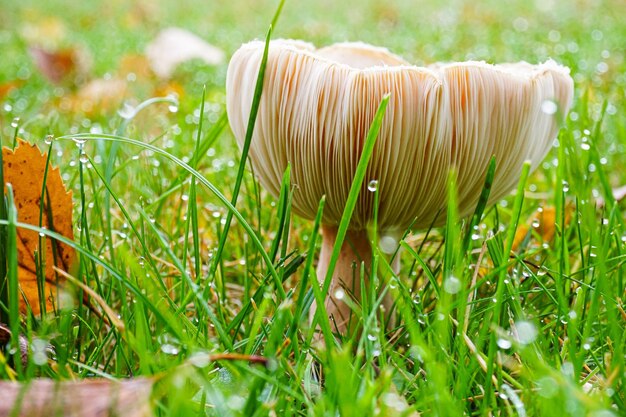 Foto close-up di un fungo che cresce sul campo