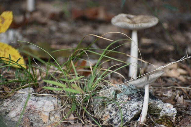 Photo close-up of mushroom growing on field