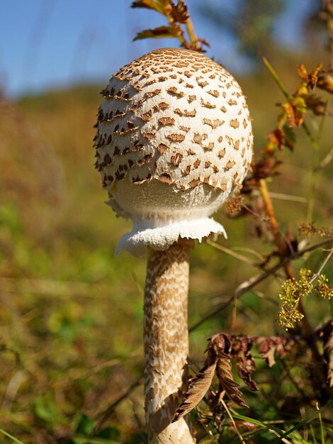 Close-up of mushroom growing on field