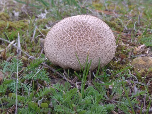 Close-up of mushroom growing on field