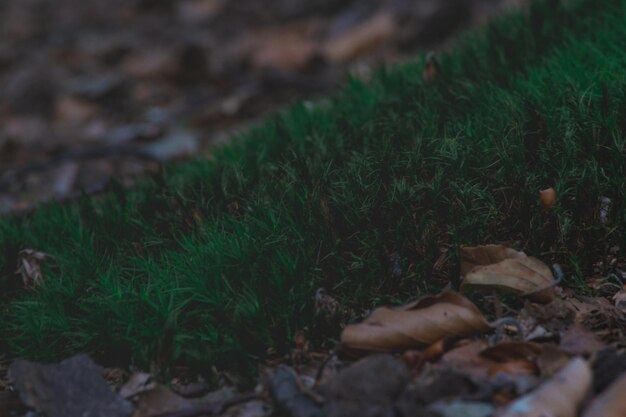 Photo close-up of mushroom growing on field