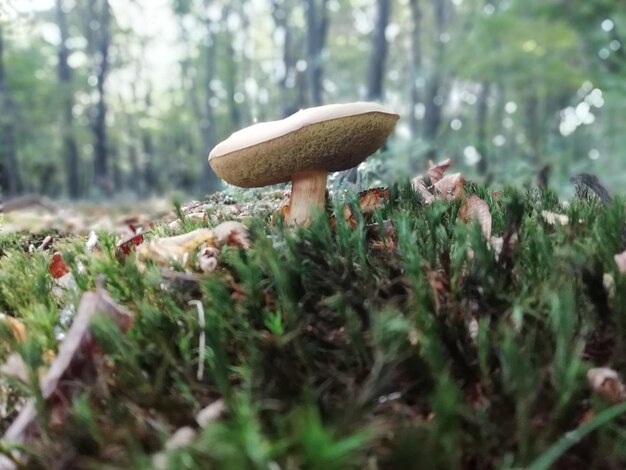 Close-up of mushroom growing on field