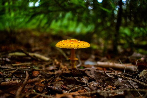 Foto close-up di un fungo che cresce nella foresta