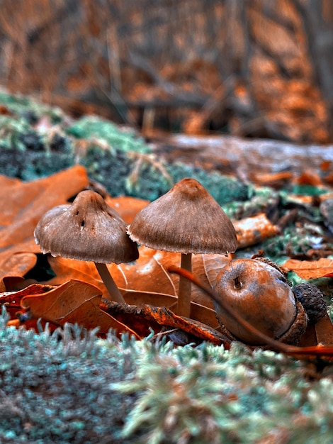 Photo close-up of mushroom growing in forest