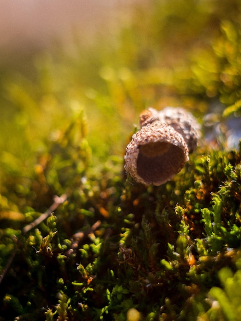 Photo close-up of mushroom growing in forest