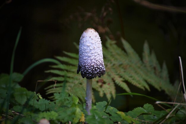 Foto close-up di un fungo che cresce nella foresta