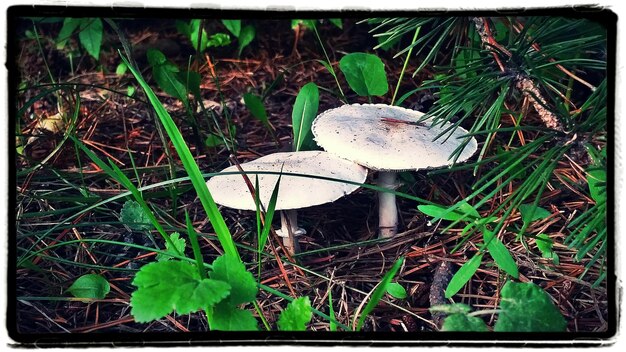 Photo close-up of mushroom growing in forest