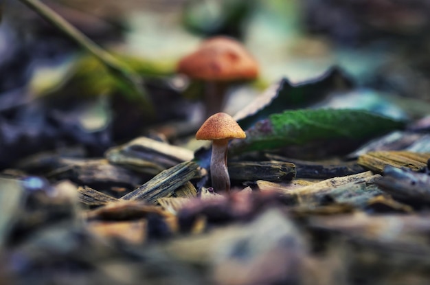 close-up of mushroom growing at forest