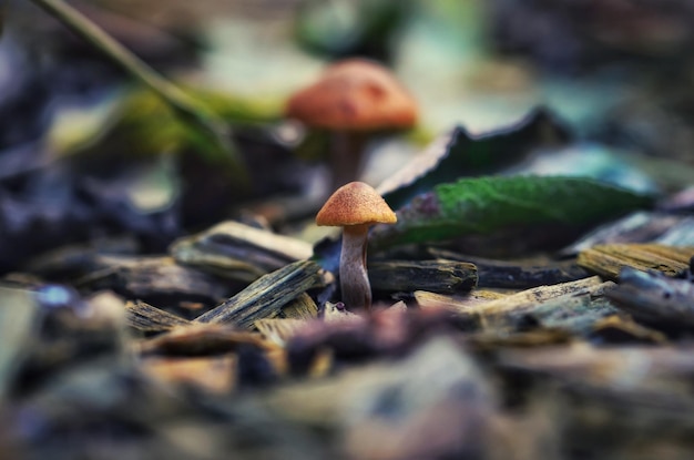 Foto close-up di un fungo che cresce nella foresta