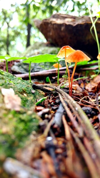 Close-up of mushroom growing in forest