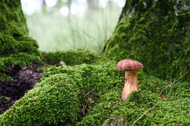 Close-up of mushroom growing in forest