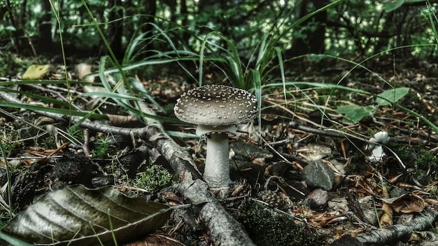 Close-up of mushroom growing in forest