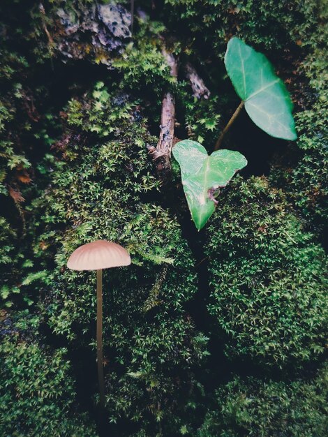 Close-up of mushroom growing in forest