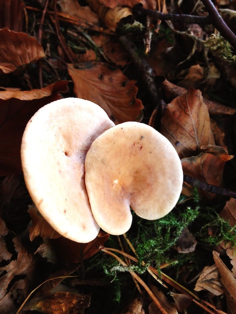 Foto close-up di un fungo che cresce nella foresta