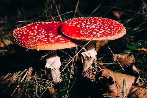 Крупный план грибов, растущих в лесу