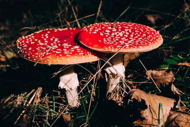 Close-up of mushroom growing in forest