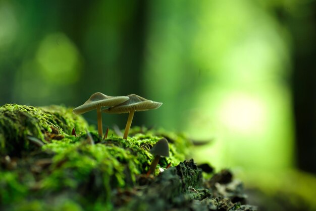 Close-up of mushroom growing in forest