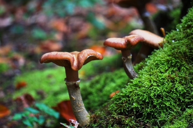 Close-up of mushroom growing in forest