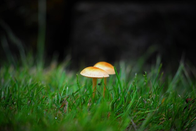 Photo close-up of mushroom growing in grass