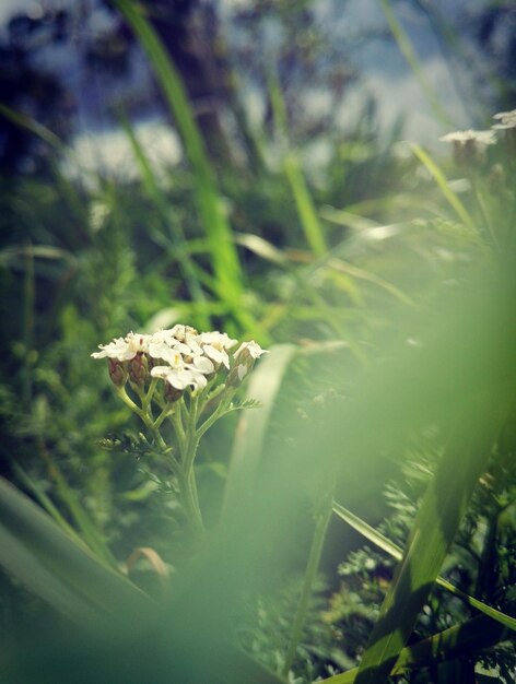 Close-up of mushroom growing in grass