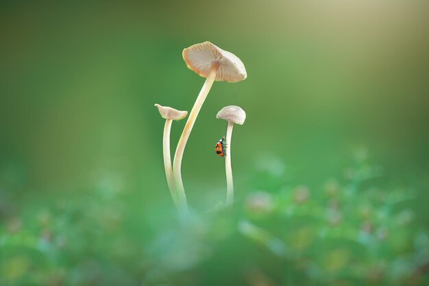 Close-up of mushroom growing on land