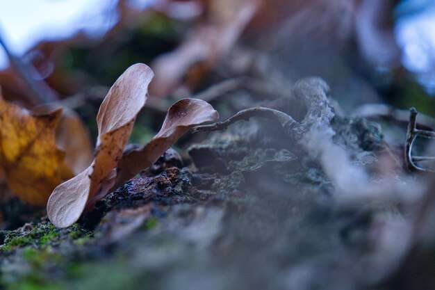 Close-up of mushroom growing on land