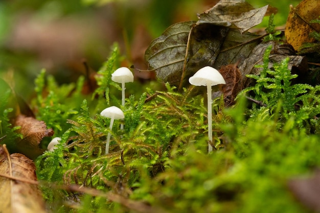 Close-up of mushroom growing on musk field