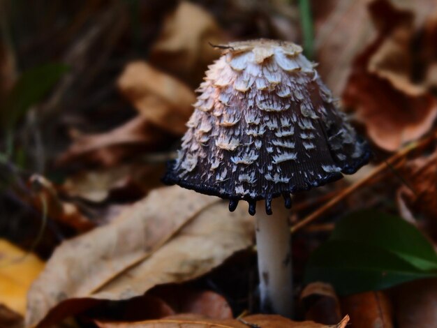 Foto close-up di funghi che crescono all'aperto