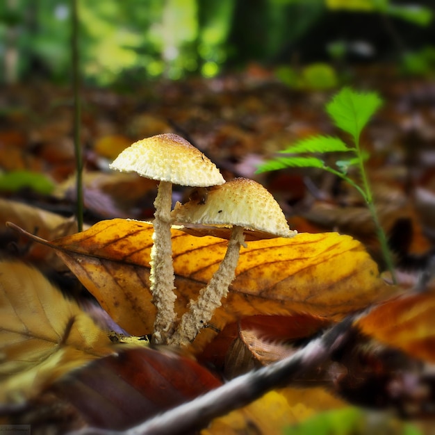 Close-up of mushroom growing outdoors