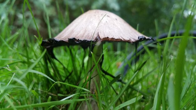 Close-up of mushroom growing outdoors