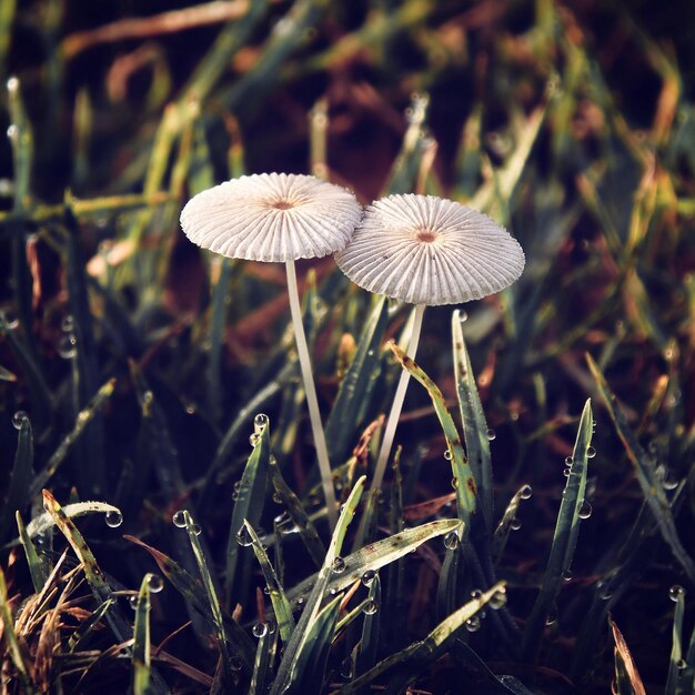 Foto close-up di funghi che crescono all'aperto