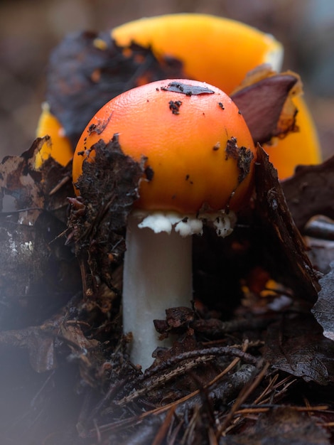 Крупный план гриба, растущего на открытом воздухе