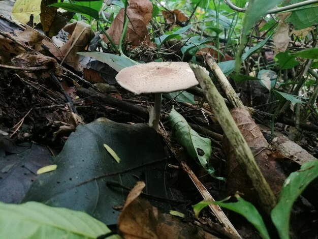 Photo close-up of mushroom growing on plant